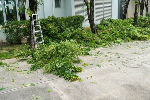 How Our Tree Care Process Works  in  Colonial Heights, TN